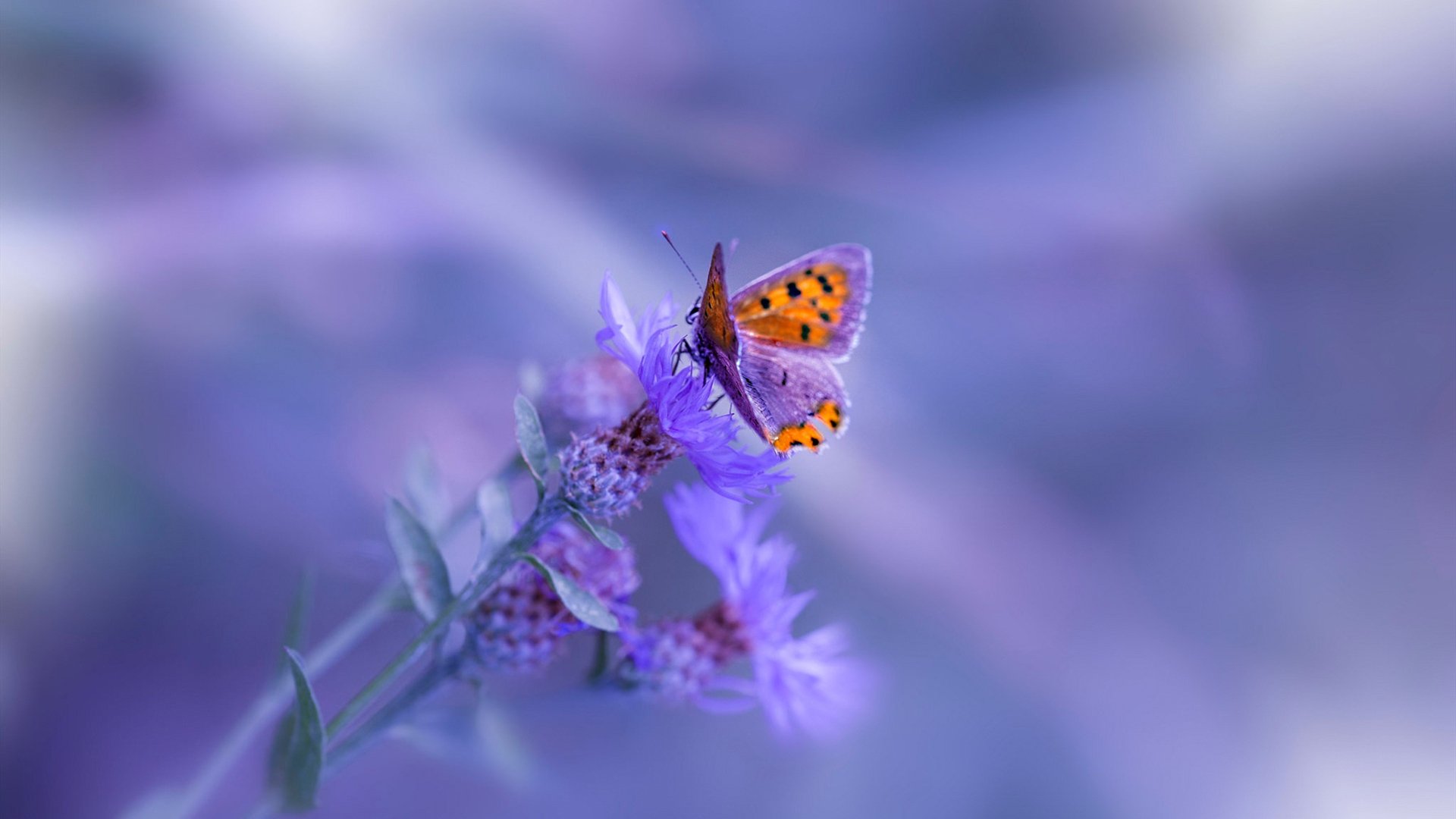 足球的双面叙事，团队韧性与巨星主宰