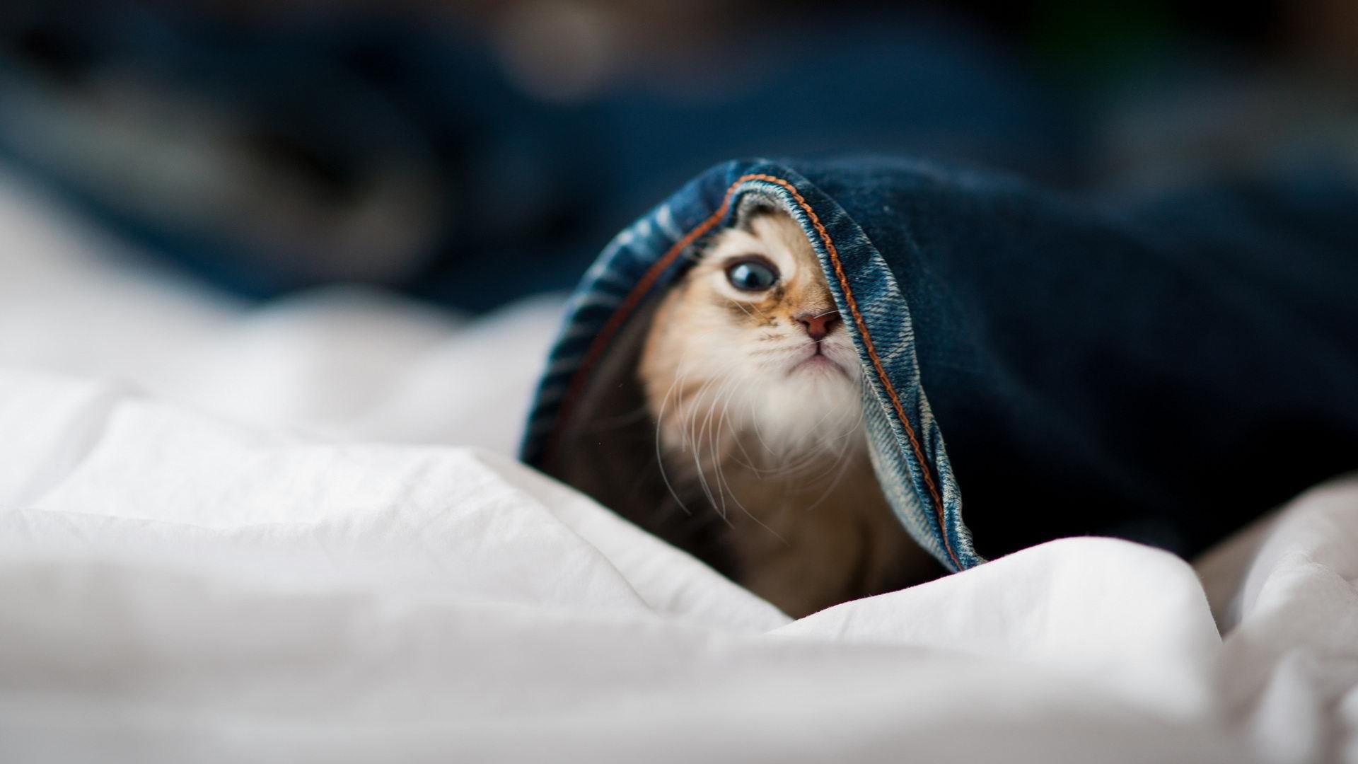 红龙咆哮！威尔士冲垮乌克兰，迪亚斯镌刻命运之夜