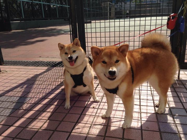 当神话与强权碰撞,贝林厄姆横空出世,终结几内亚奇迹之夜