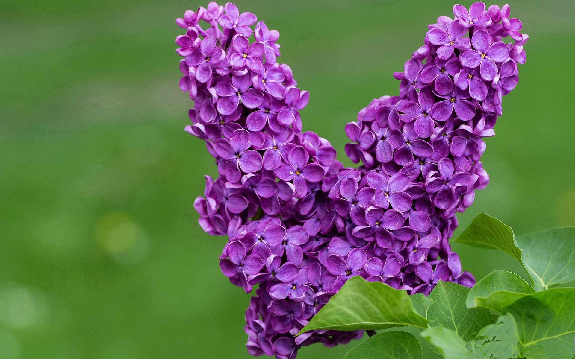 速度与荣耀，赛道硝烟与绿茵热浪的唯一性碰撞