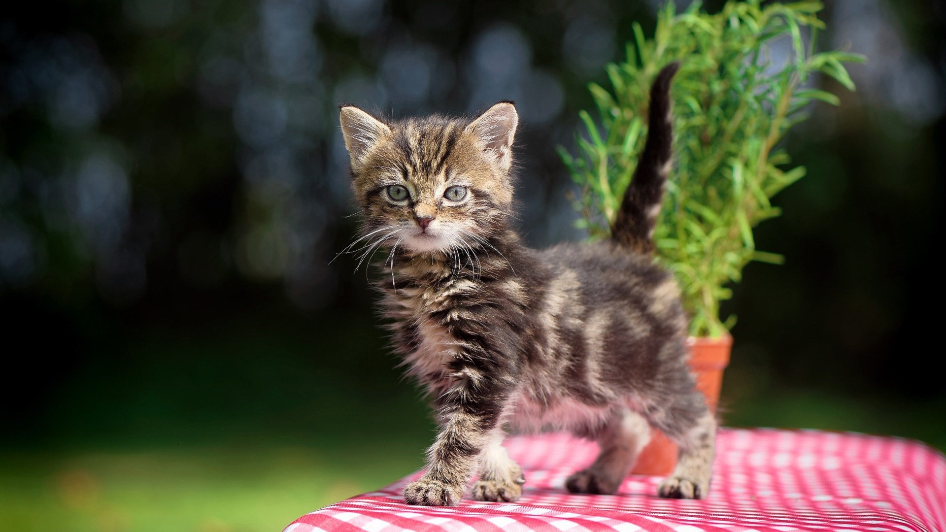 胜利者的密码,当摩纳哥的末节法则遇上凯恩的国家德比接管