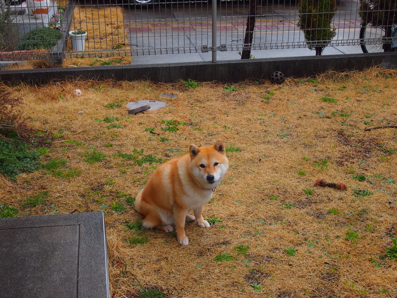 莱万隐形执教，奥地利对阵威尔士的胜利密码