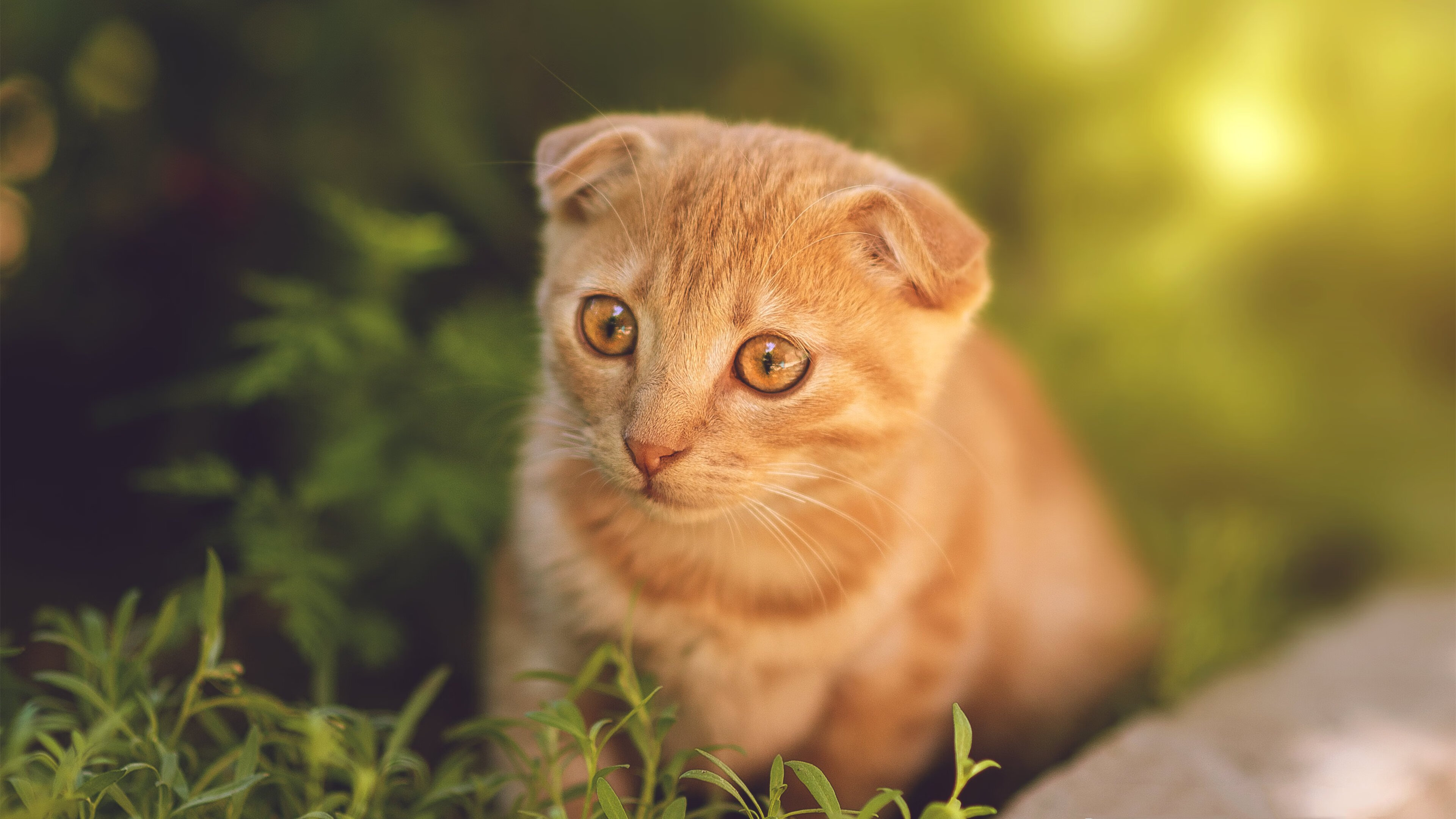 开云-唯一性，硬仗之王与强压之下的永恒博弈