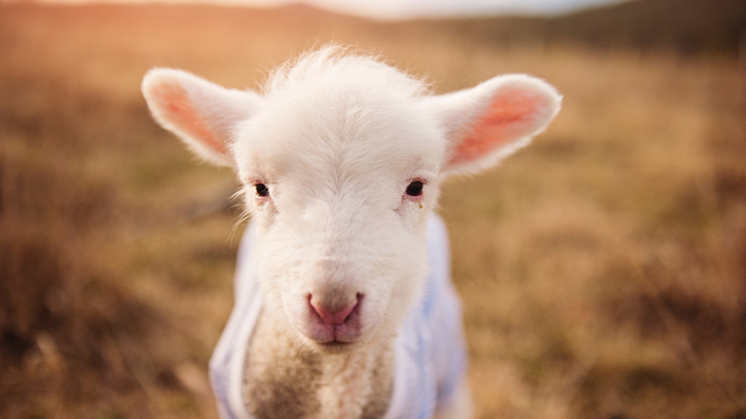 节奏与爆发的交响,克瓦拉茨赫利亚闪耀,安哥拉掌控塞内加尔
