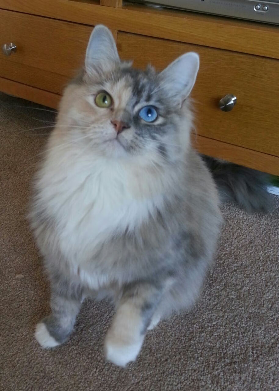 亚特兰大战术棋盘上的致命一击，孙兴慜，现代足球关键先生的终极诠释