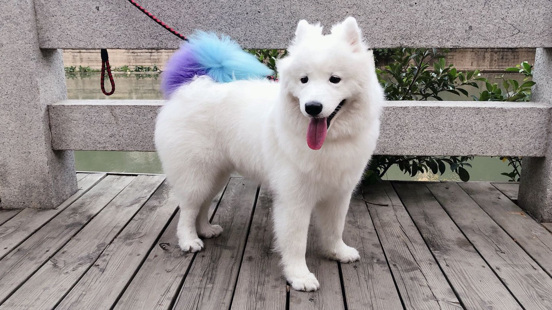 从达拉斯到马德里,一夜见证两位巨人的跨洲际统治力