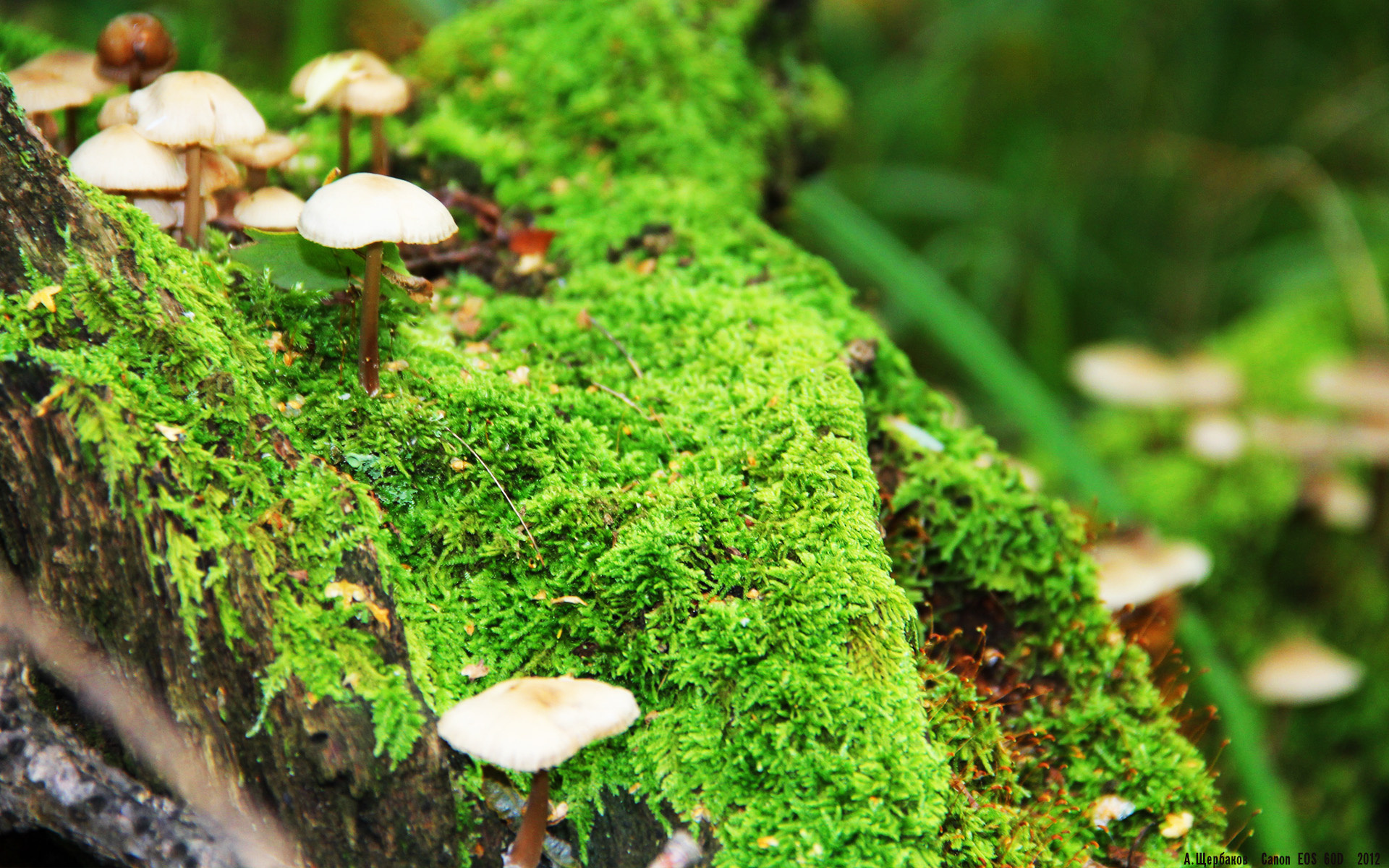 跨界之战，广厦队主场力克热火，而霍勒迪在F1街道赛上演赛道接管